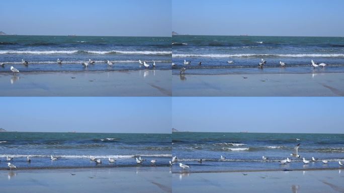 4K蓝天大海沙滩海鸥飞翔生态保护