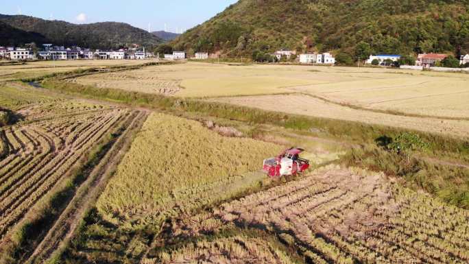 秋季风力发电厂下丰收的稻田和收割机