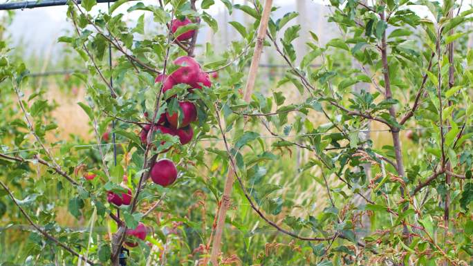 新鲜采摘 苹果未成熟  苹果种植基地