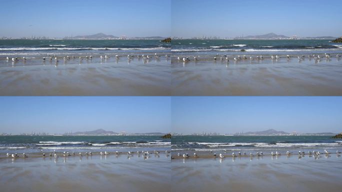 4K蓝天大海沙滩海鸥飞翔生态保护