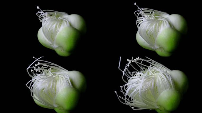 蒲桃开花 延时摄影 微距 花蕊 雄蕊