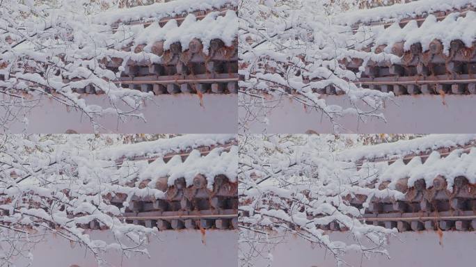 4K冬季下雪古建筑墙瓦枝头升格唯美空镜头