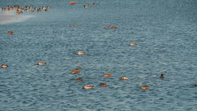 湛蓝湖水-湖里一群绿头鸭