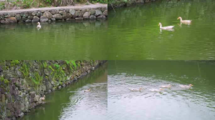 【4K】水里的鸭子