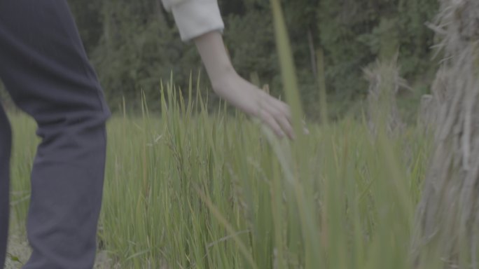 【4K灰度】女子手拂过秧苗触摸自然