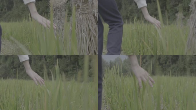【4K灰度】女子手拂过秧苗触摸自然