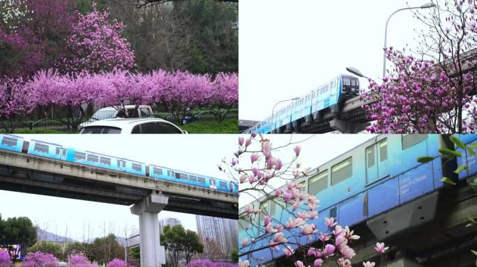 重庆巴南渝南大道玉兰与轻轨开往春天的列车