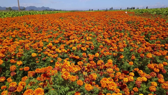 万寿菊种植基地