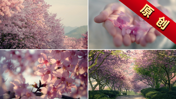 樱花盛开粉色春天春暖花开唯美希望幸福美好