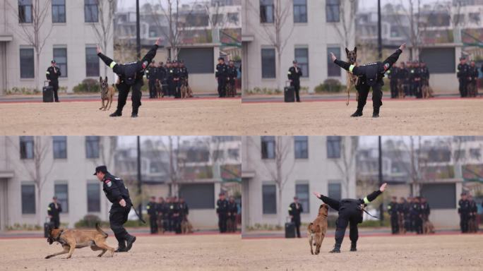 警犬跳背警犬飞背训练科目慢镜头 警犬训练