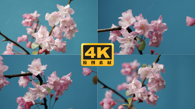 4K-雨中海棠，海棠花盛开