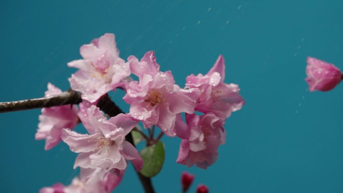 4K-雨中海棠，海棠花盛开