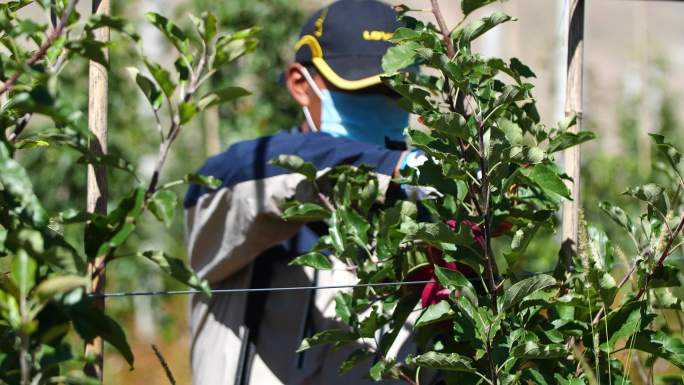 苹果特写 苹果收获 苹果采摘