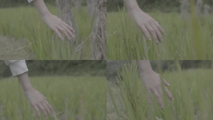 【4K灰度】女子手拂过秧苗稻谷