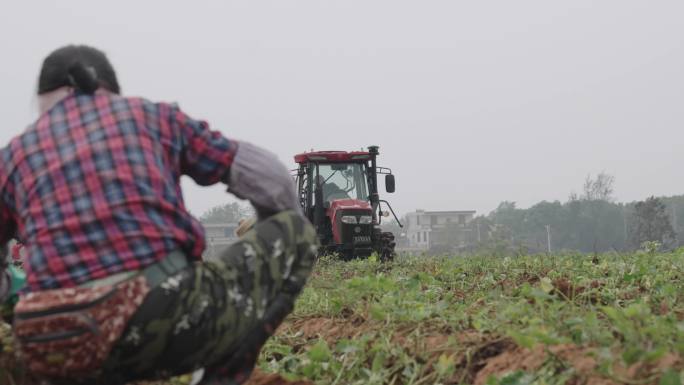 农民挖地瓜挖红薯4k