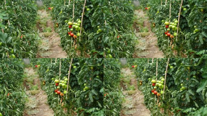 番茄采摘 健康食品 有机番茄 养生