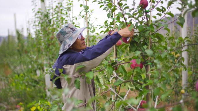 农业就业 苹果林 苹果上的露珠 鲜果