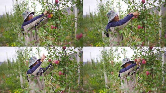 农业就业 苹果林 苹果上的露珠 鲜果
