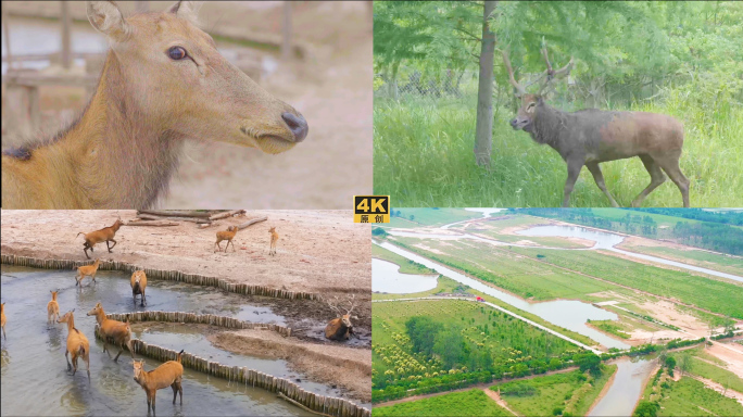 黄海湿地中华麋鹿园野鹿荡4k视频