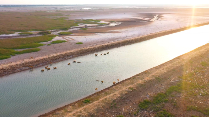 黄海湿地中华麋鹿园野鹿荡4k视频