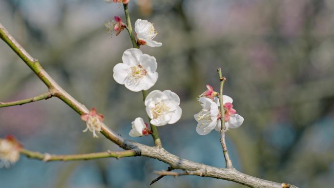 独枝梅花空镜头 杭州湘湖