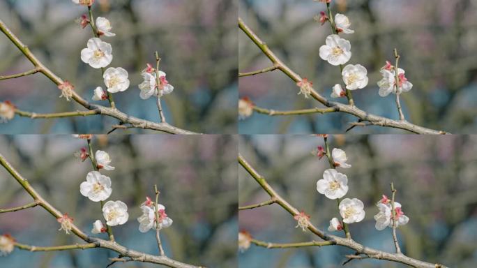 独枝梅花空镜头 杭州湘湖