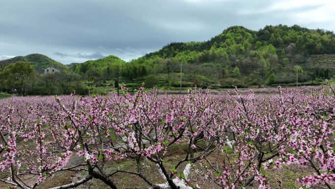 航拍浙江绍兴诸暨里浦农村农业果园果树桃花