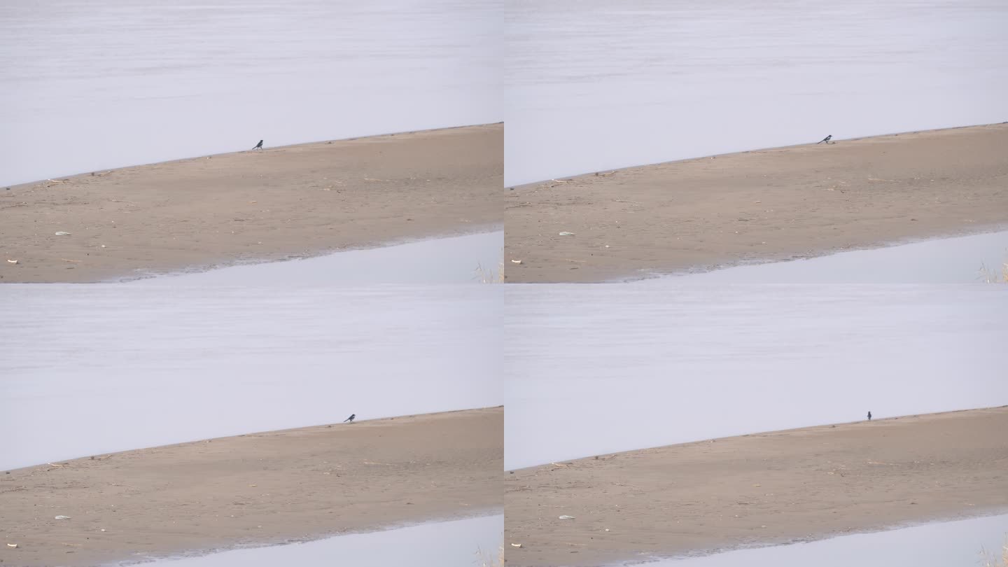 河滩中一只鸟儿在河滩上走走停停喝水