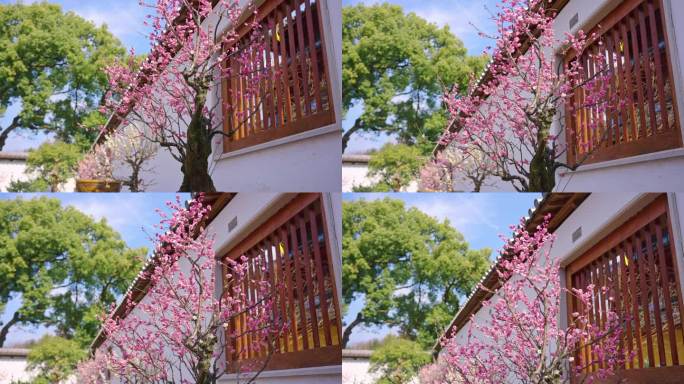 院墙内的梅花盆景