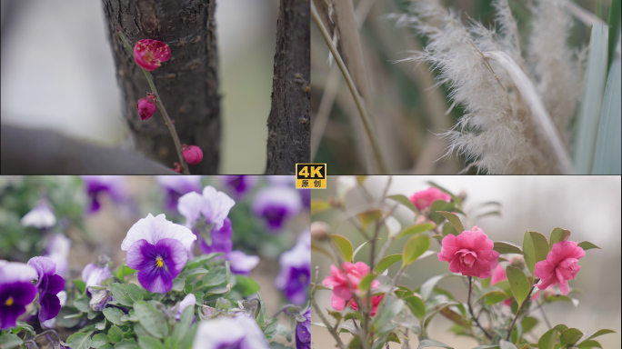 南京绿博园花卉4k视频