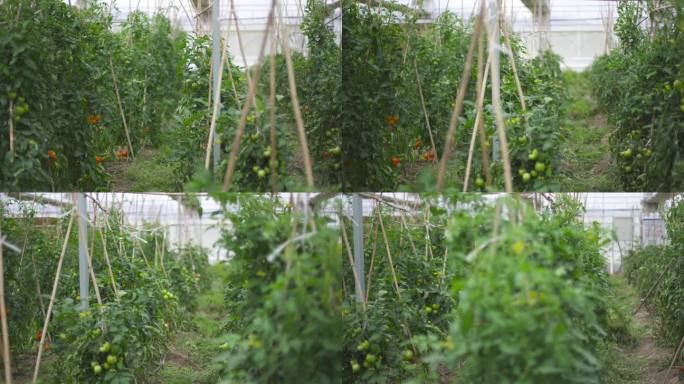 农家蔬菜 农食品 番茄采摘 健康食品