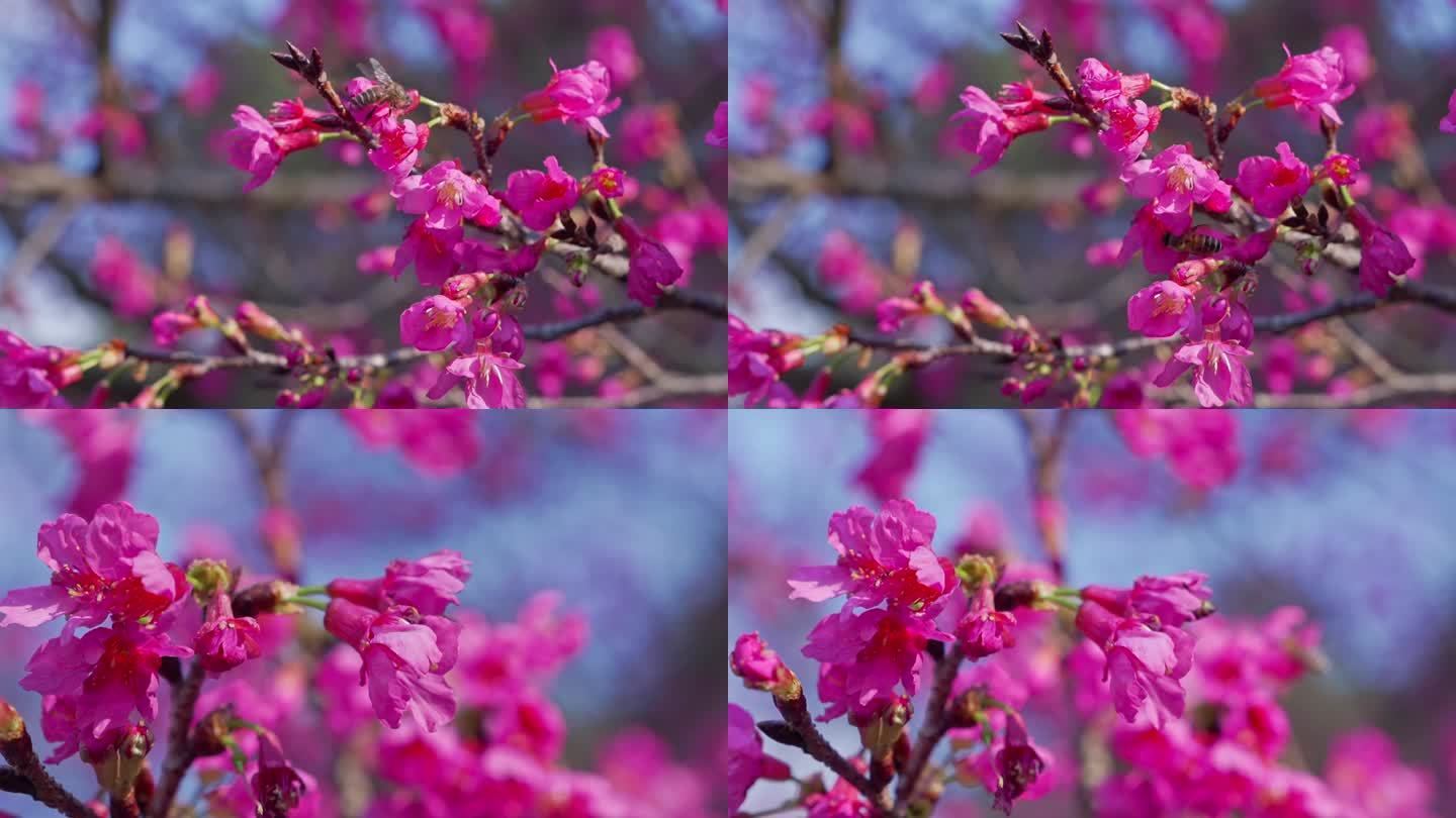 石门公园樱花