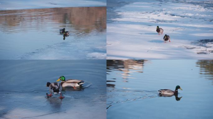 绿头野鸭子初春游泳抓鱼冰雪融化
