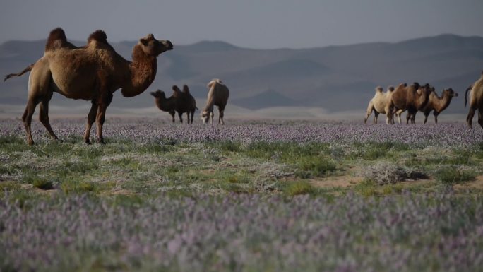吃沙葱花的骆驼