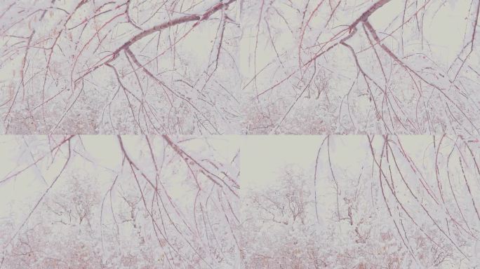 4K冬季下雪枝头积雪唯美空镜头