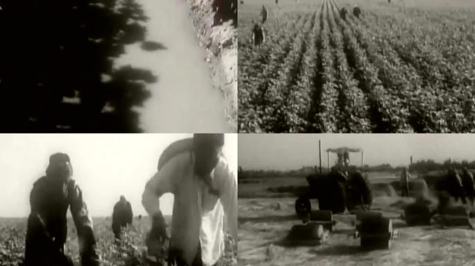 60年代新疆棉花种植影像