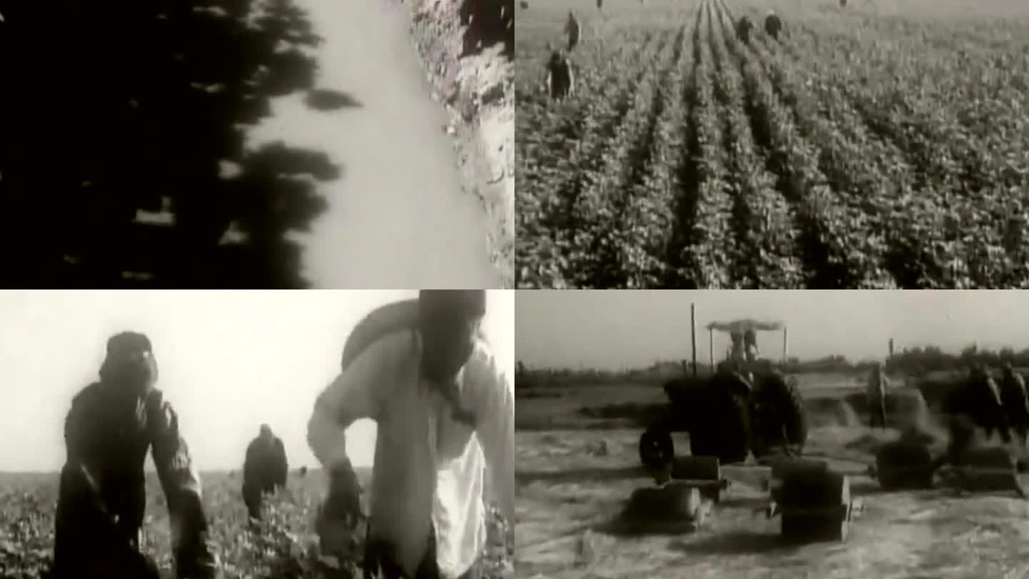 60年代新疆棉花种植影像