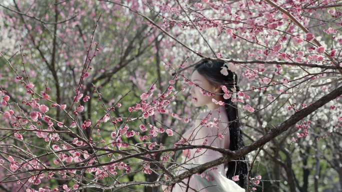 梅花树下拍照的古典美女
