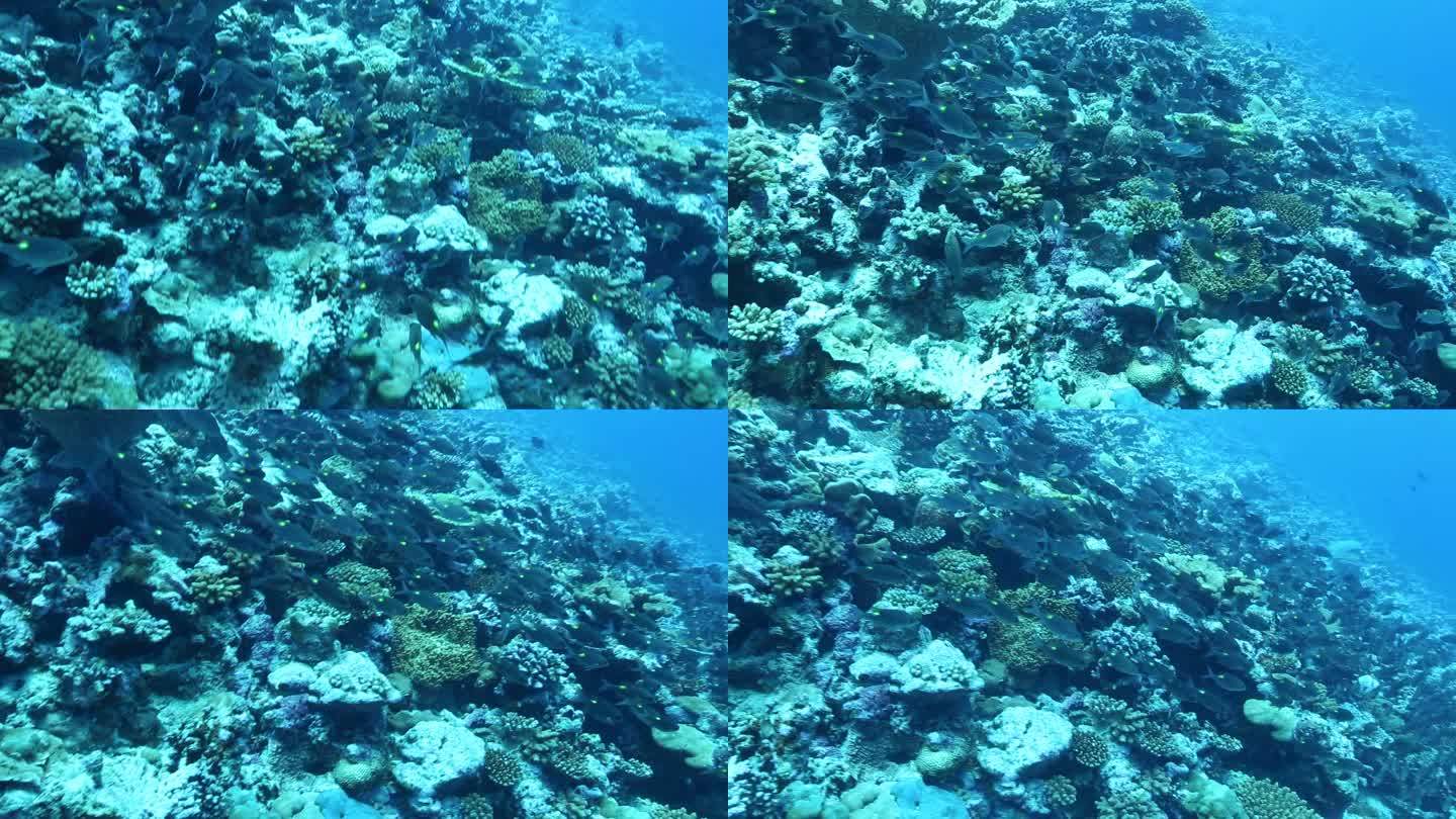马尔代夫 潜水 拍摄