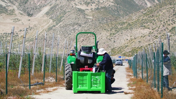 西藏果农 高原果农 手工采摘机械采摘苹果