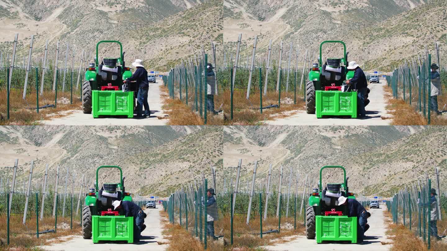 西藏果农 高原果农 手工采摘机械采摘苹果