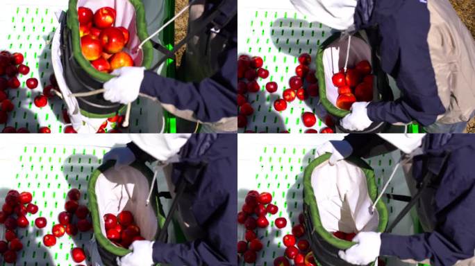 苹果装箱销售 农产品出售 三农