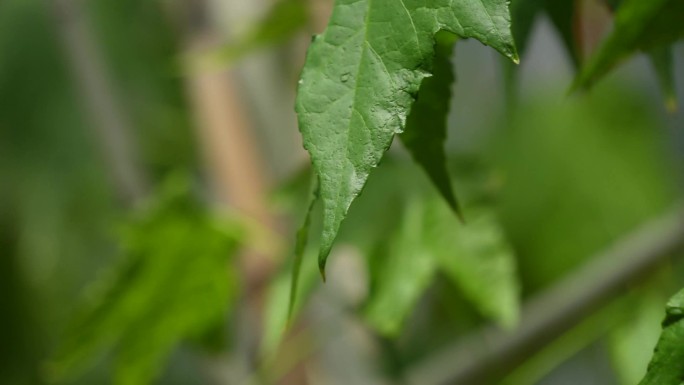 【镜头合集】吊钟花朵红色花朵绿色植物