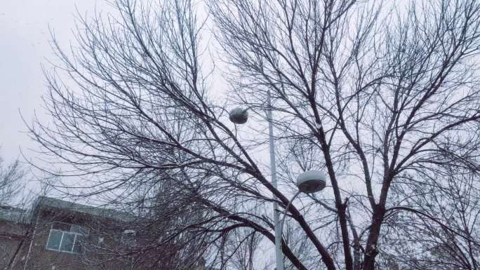 雪景 小县城的冬天 树木 路灯 街道