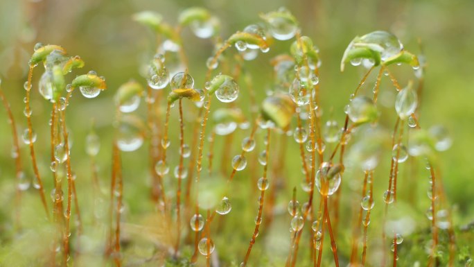 雨天苔藓