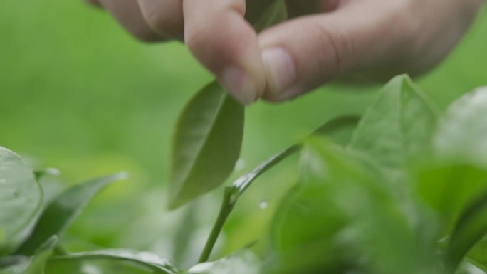 唯美摘茶采茶视频