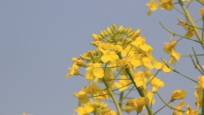 特写油菜花