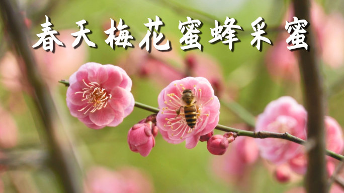 春天梅花蜜蜂升格