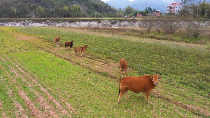 农村喂养散养的牛