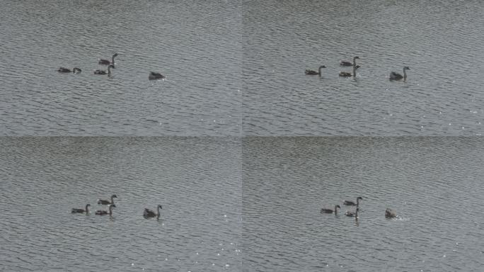 4K-鹅在湖上游-波光粼粼的湖面